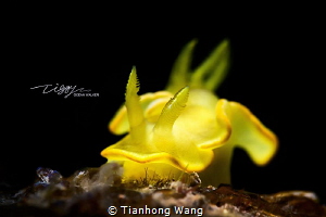 LEMON NUDI
 by Tianhong Wang 